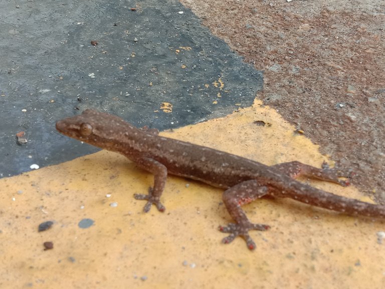 Common house gecko.