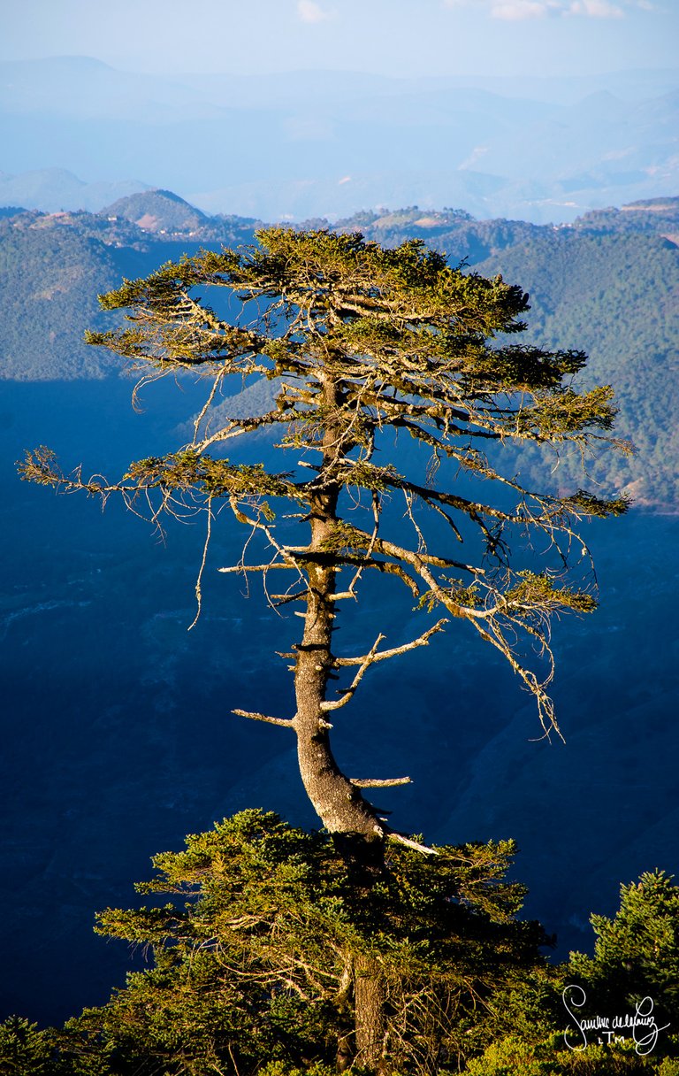 treefinal.jpg