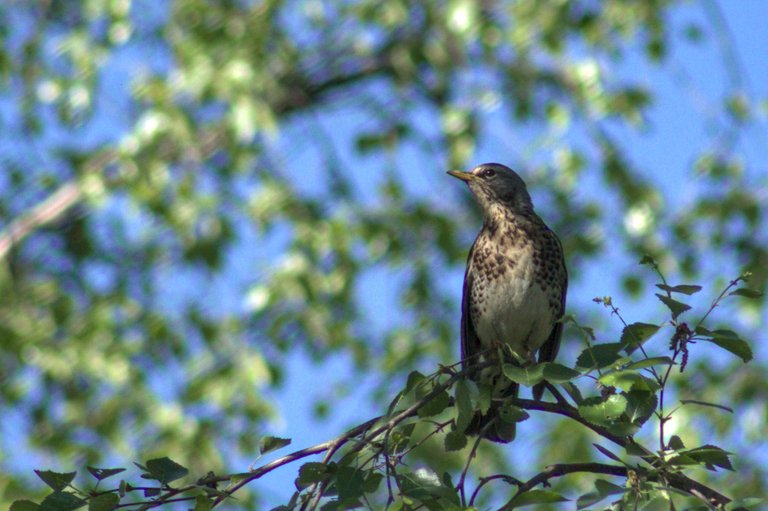 Redwing