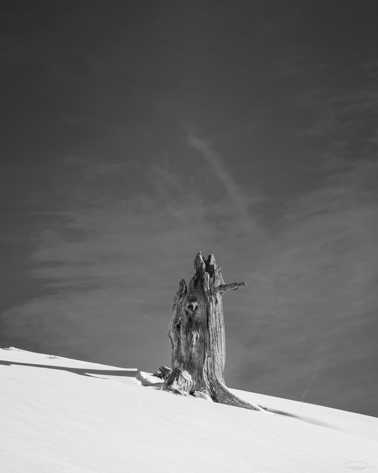 Tree Stump in the Snow on the Dobratsch Mountain - Monochrome