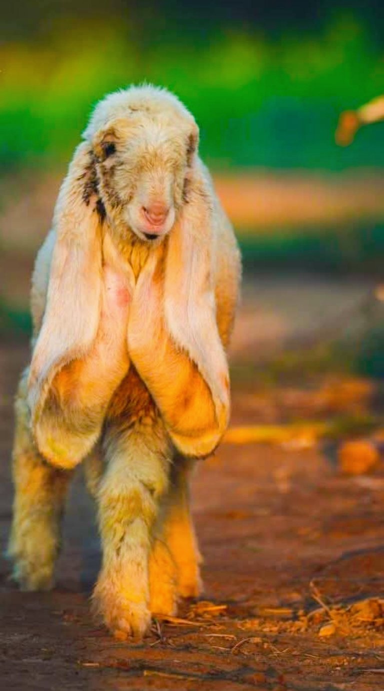 Lamb photography