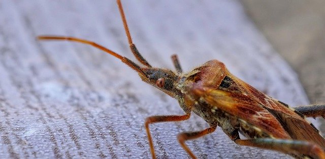 Eliminar los ácaros y chinches de cama del colchón. ESP/EN