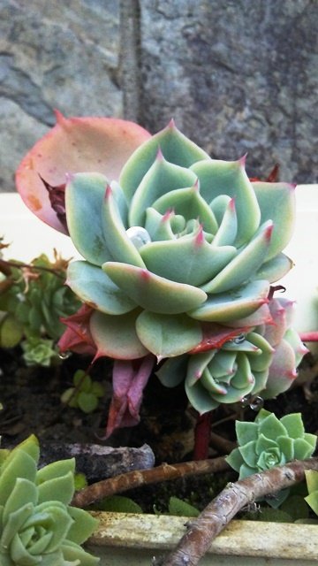 echeveria-art-orig-1