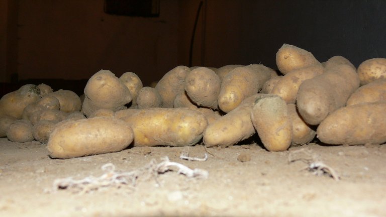 potatoe_cellar_1_.jpg
