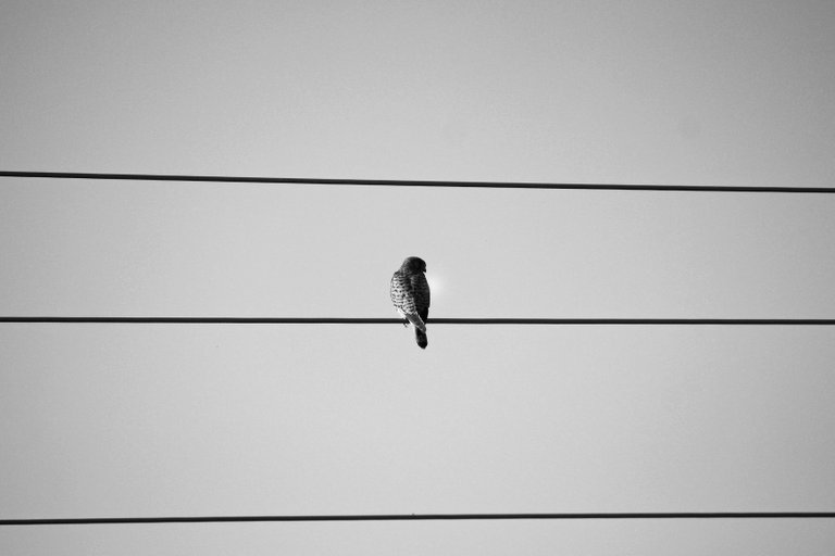 bw_birds_kestrel_img_0368.jpg