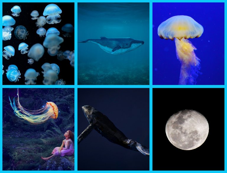jellyfish_4760924_960_720_tile.jpg