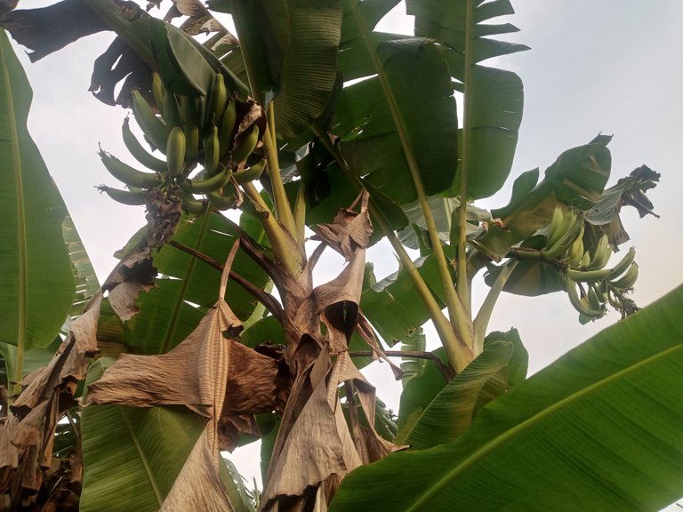 Investing in plantain farming