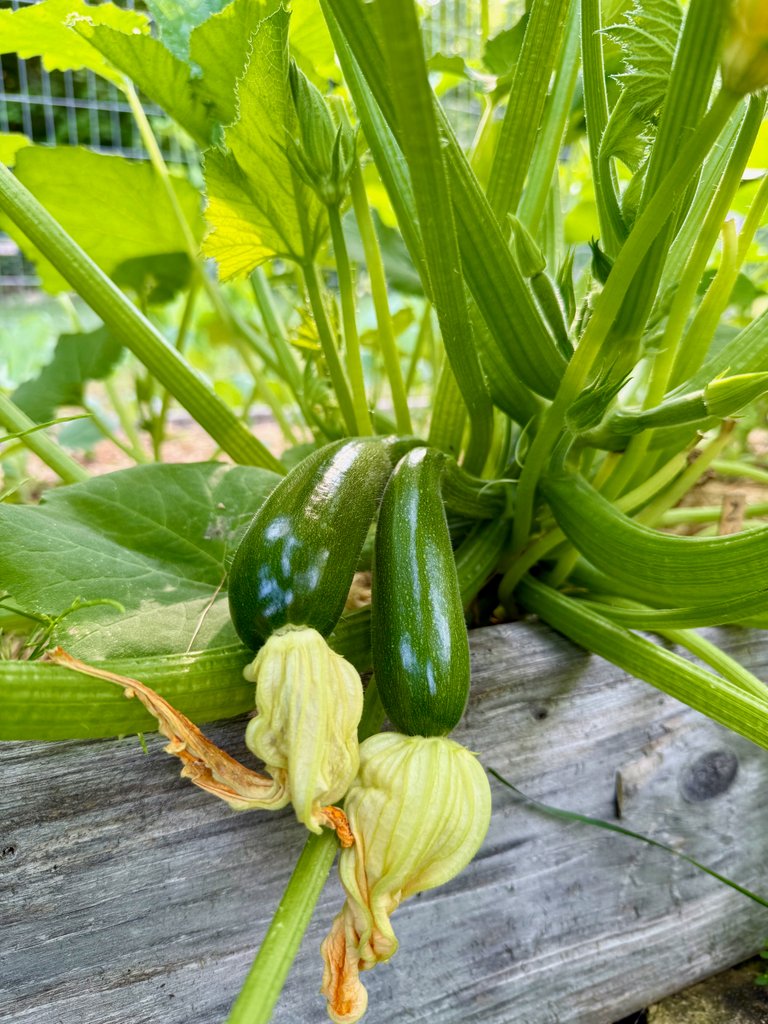 Baby Zukes
