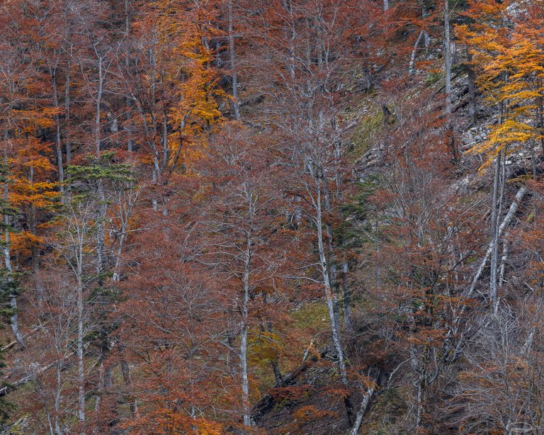 Season Hunt - Last Autumn Week - Bare Trees