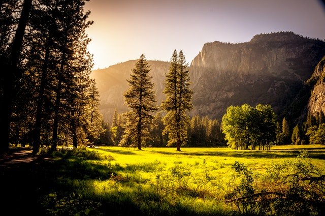 pexels_andr_cook_forest