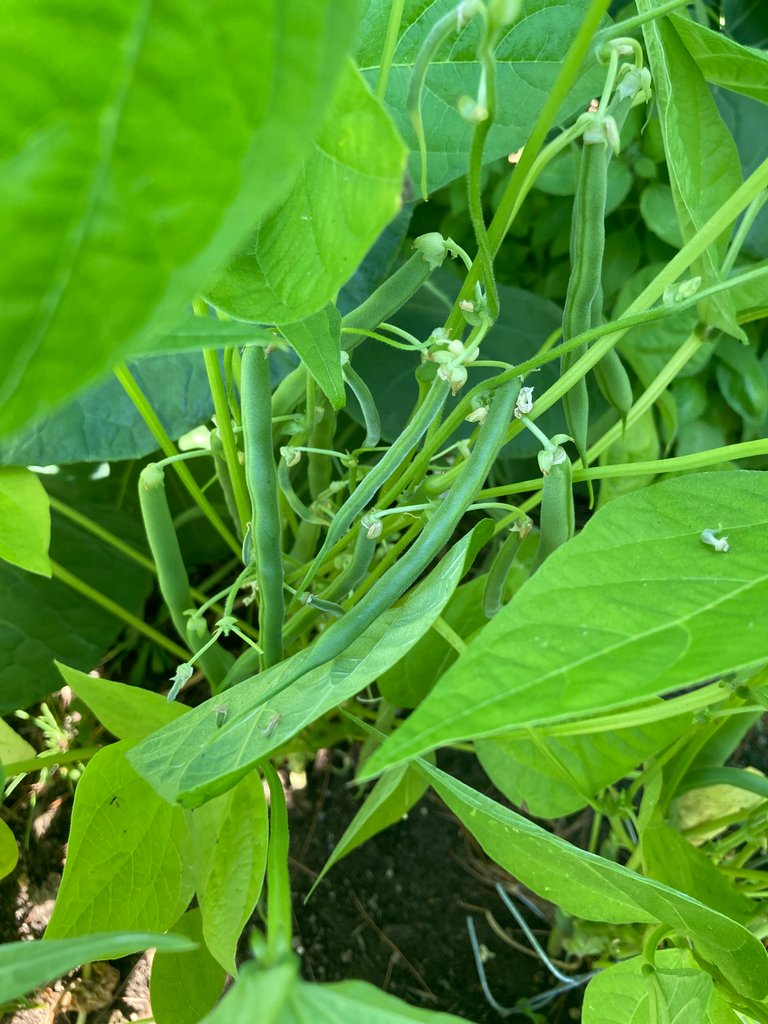 Green Beans