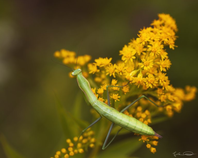 Green Mantis