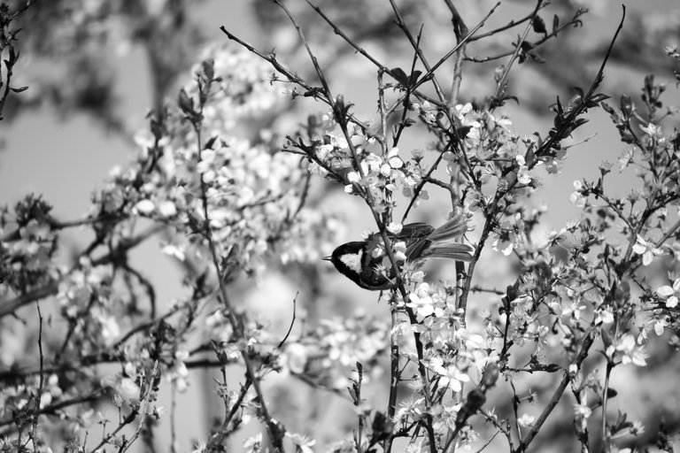 bw_coal_tit_img_6854