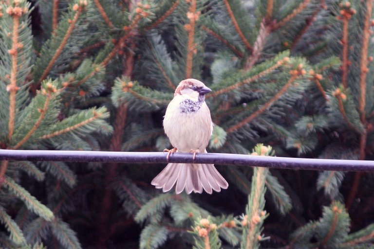 house_sparrow_1_2_.jpg