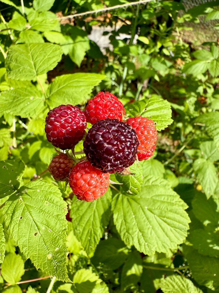 Bristol raspberries