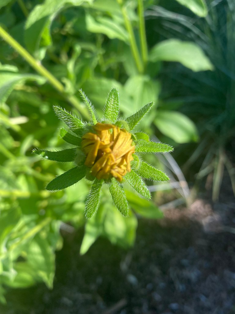 Opening Rudbeckia bloom