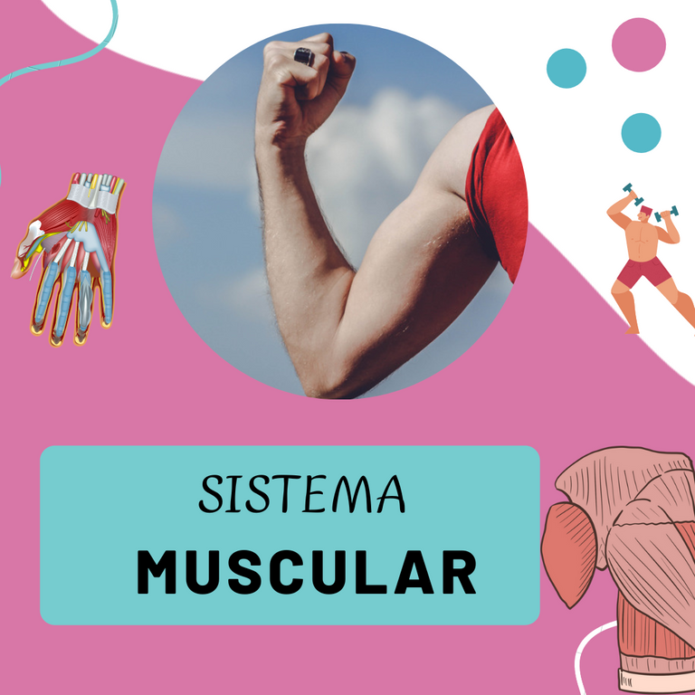 sistema_muscula_