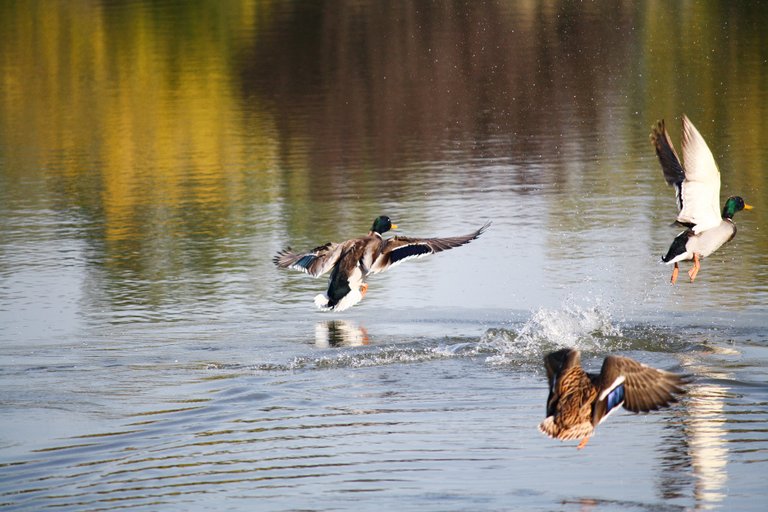 mallard_02.jpg