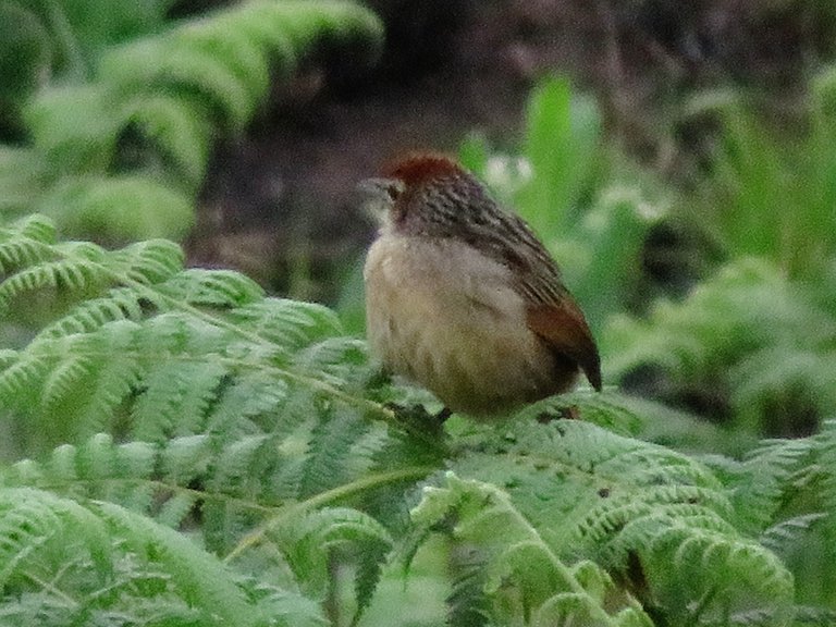 0246_capegrassbird_sphenoceacus_after.jpg