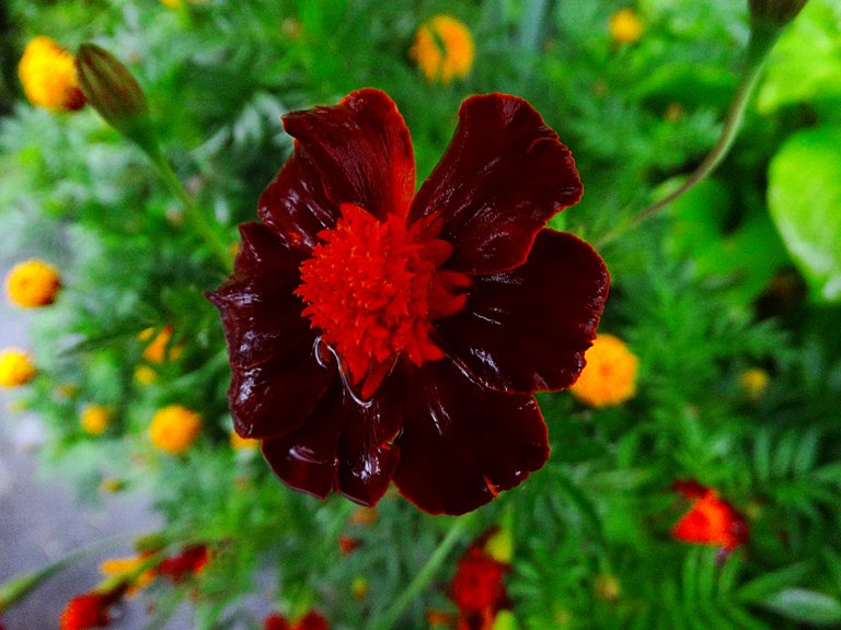 Incredible marigolds.
