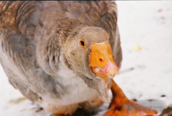 Goose