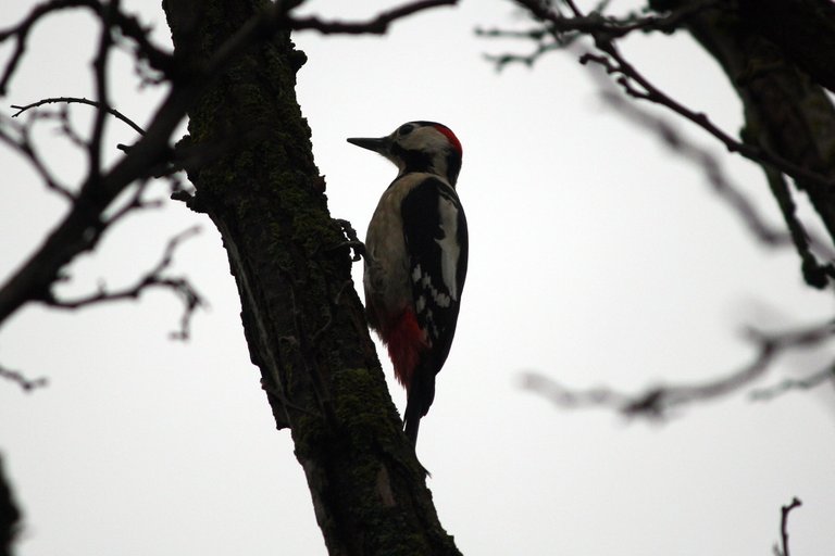 woodpecker_05.jpg