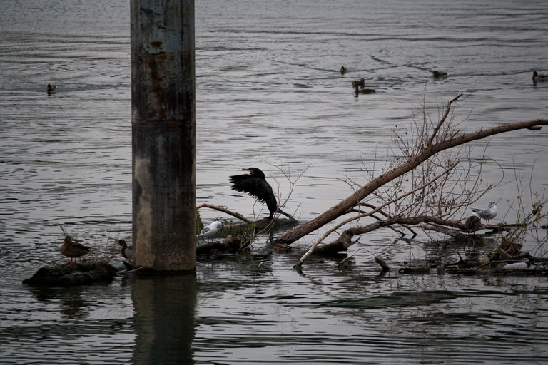 great_cormorant_02.jpg