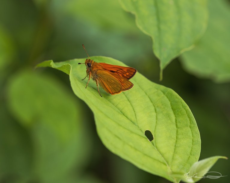 Hive AlphabetHunt Ochlodes Sylvanus - Large Skipper