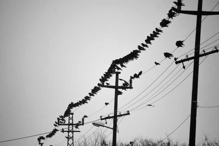 bw_birds_rook_img_8171.jpg