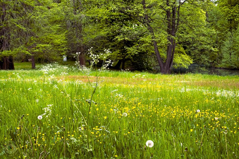 Blooming Meadow