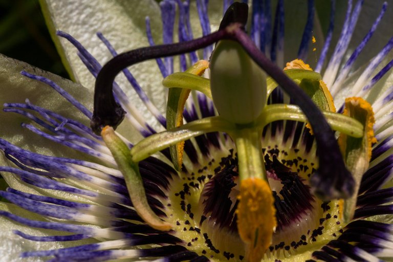 Close-up shot of the whole flower head showing all of the inner elements of the flower