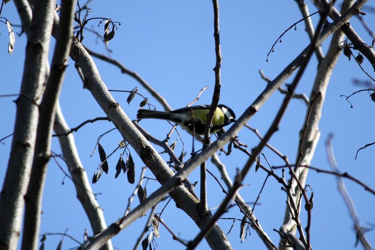 great_tit_2_.jpg