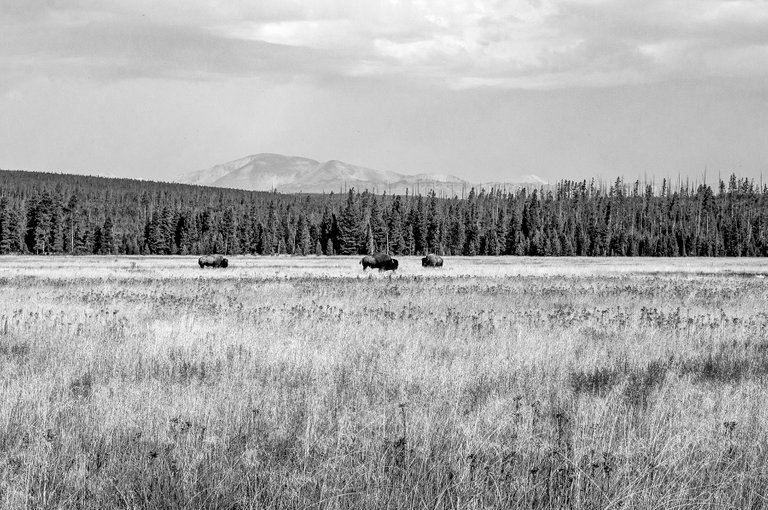 new_bw_yellowstone_3.jpg