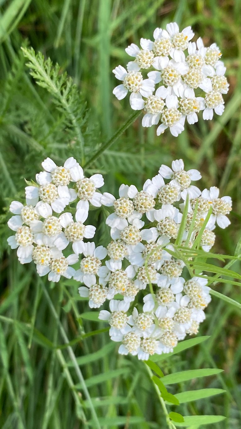 Yarrow