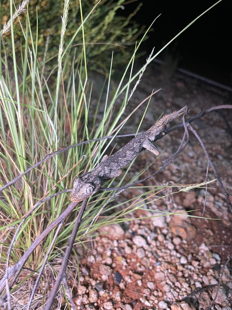 Spiny tailed gecko