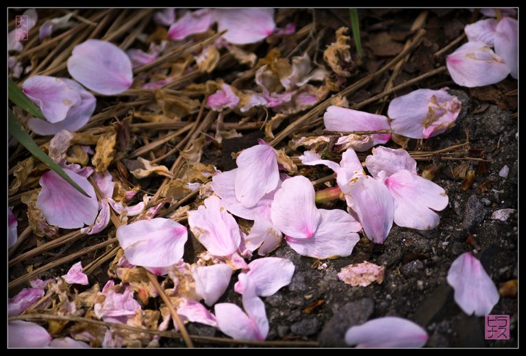 cherry_blossoms_at_rest.jpg