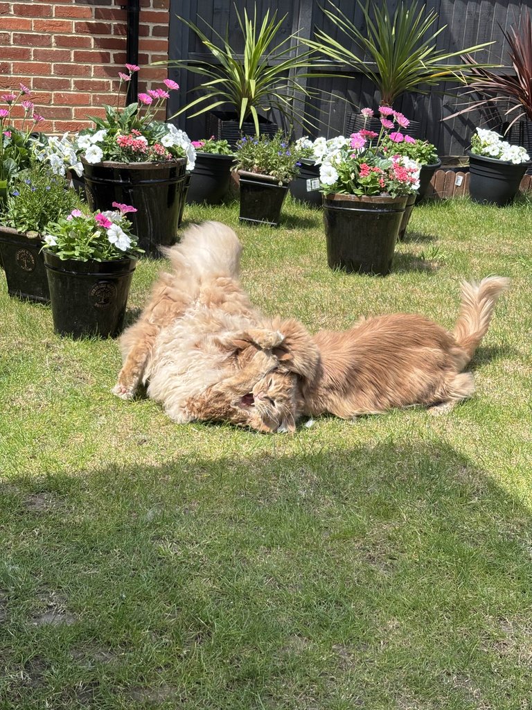 Orange Cats Enjoying The Garden Playtime