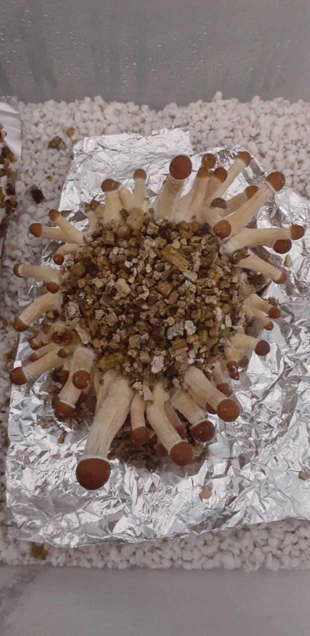 cubensis_cake_1.jpg