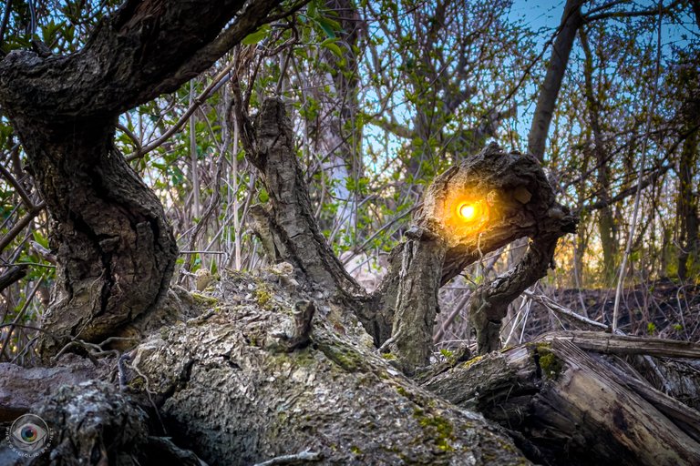 Dead Tree Sunrise