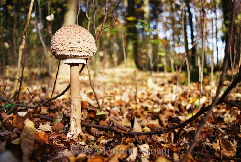 Mushroom in the Forrest