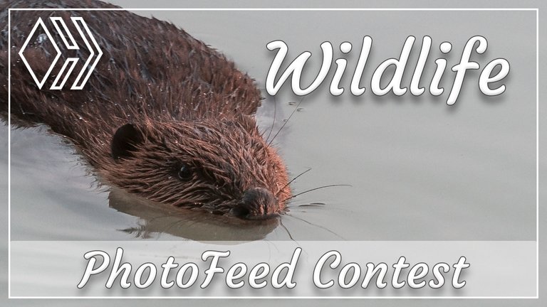 The Beaver | PhotoFeed Theme Contest - Wildlife Photography