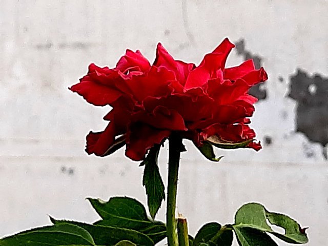 red_rose_2