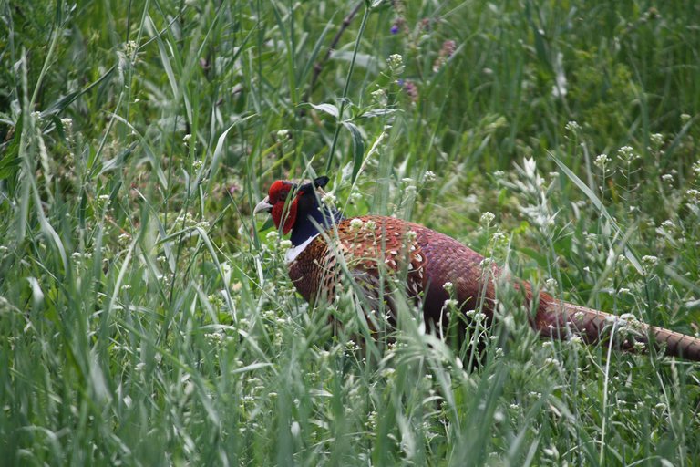 pheasant_01.jpg