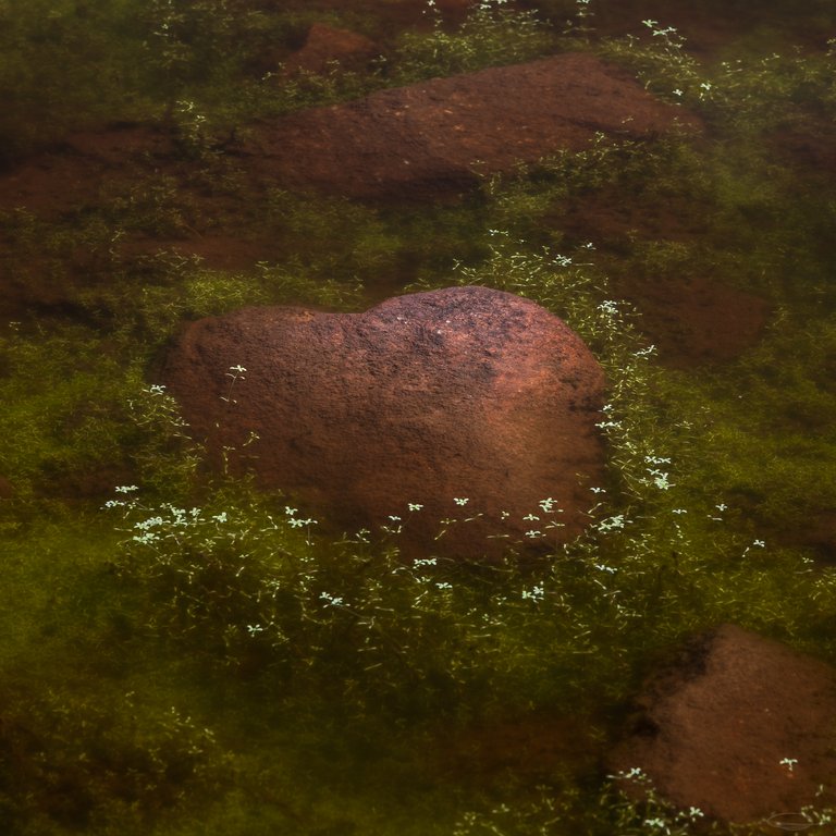Hike Nockalm - Eisentalhoehe - Koenigstuhl - heart shaped stone in a pond