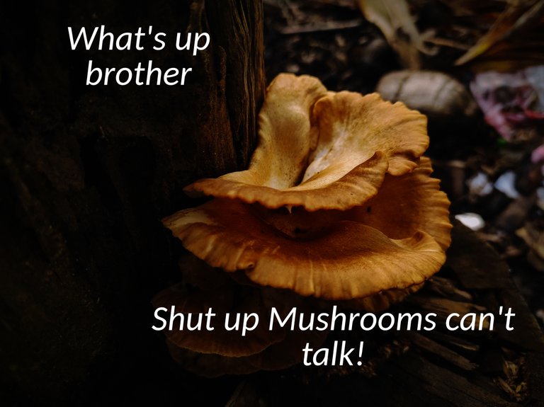 meme_sportsbuddy_mushrooms_talking.jpg