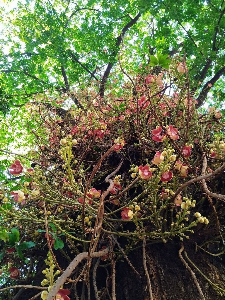 tree.jpg