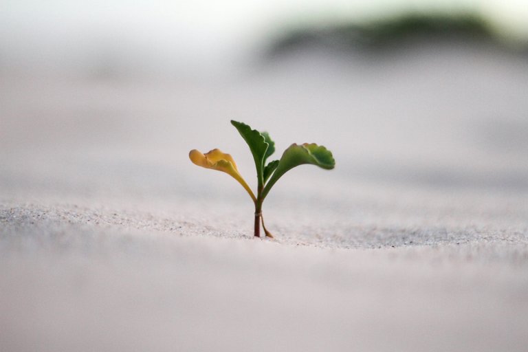[Source](https://unsplash.com/photos/closeup-photography-of-plant-on-ground-vGjGvtSfys4)