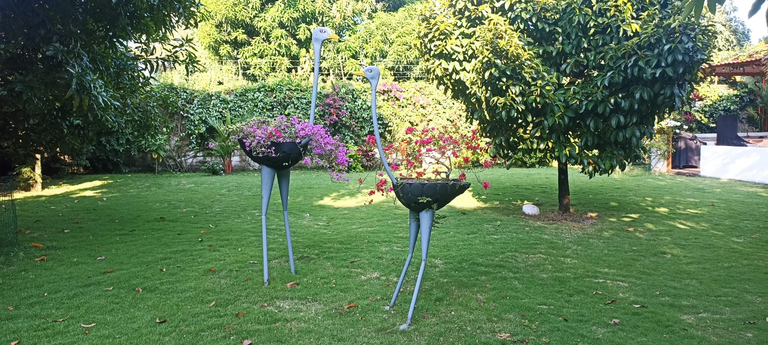 Between Flowers and Ostriches. Phone Photography Contest - #105 (ESP/ENG)