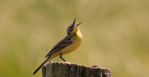 marianomarianos_wagtail.jpg