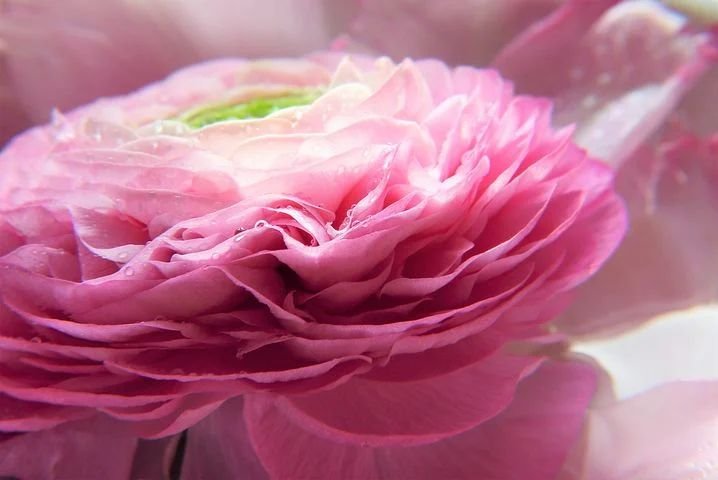 ranunculus_3934207_480.jpg